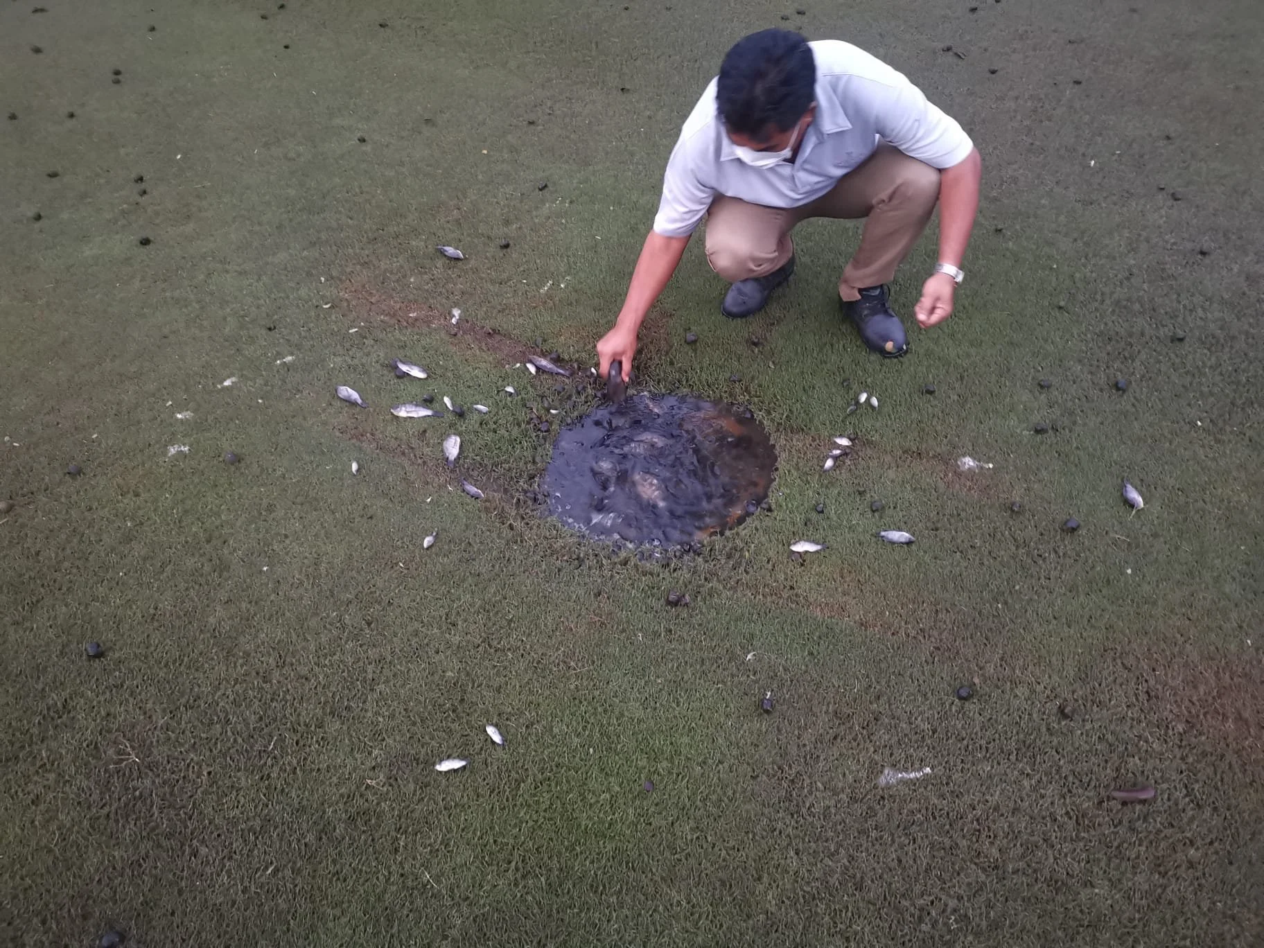 Fish in a fairway drain