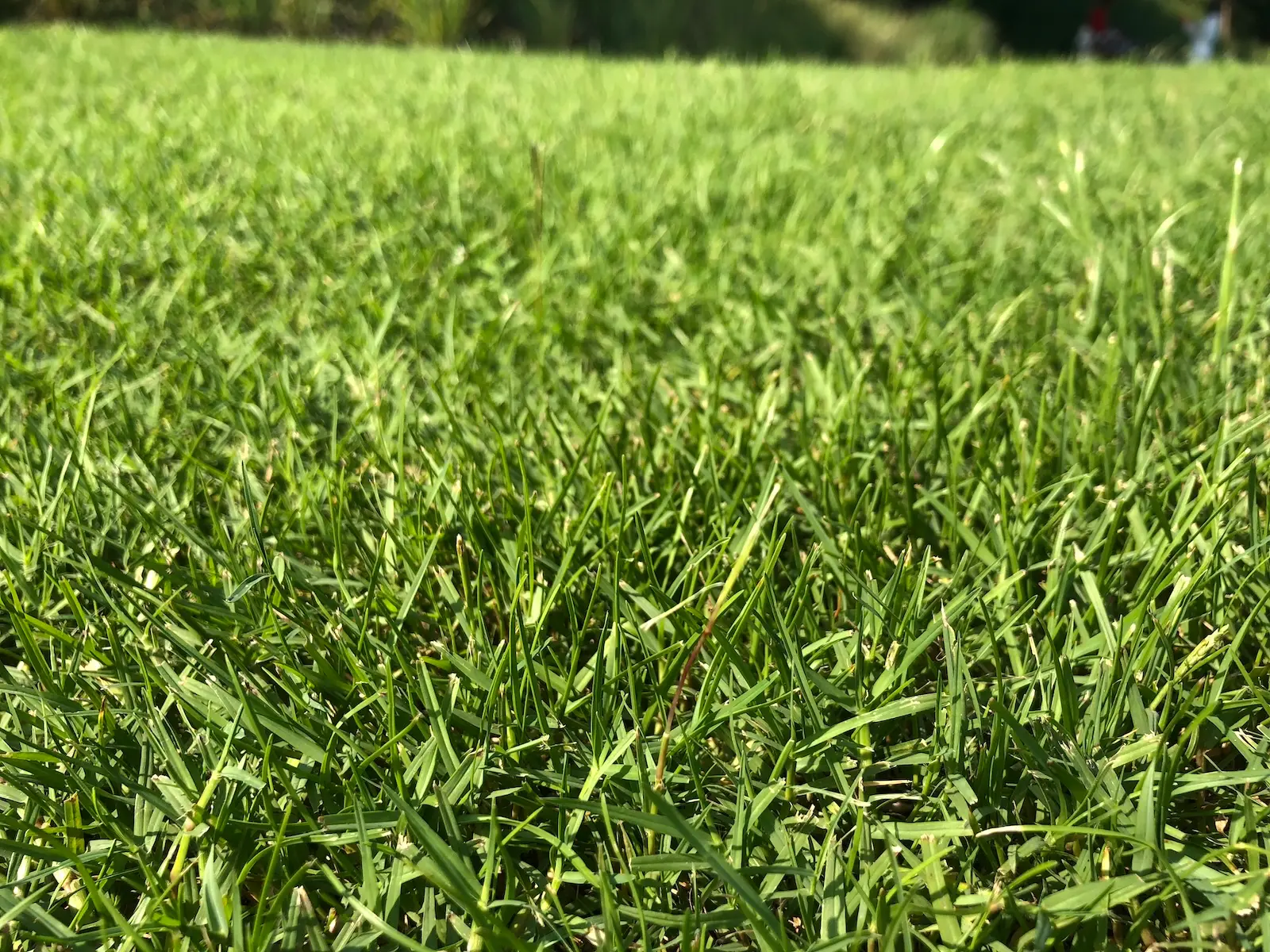 Close up of turfgrass leaf and canopy