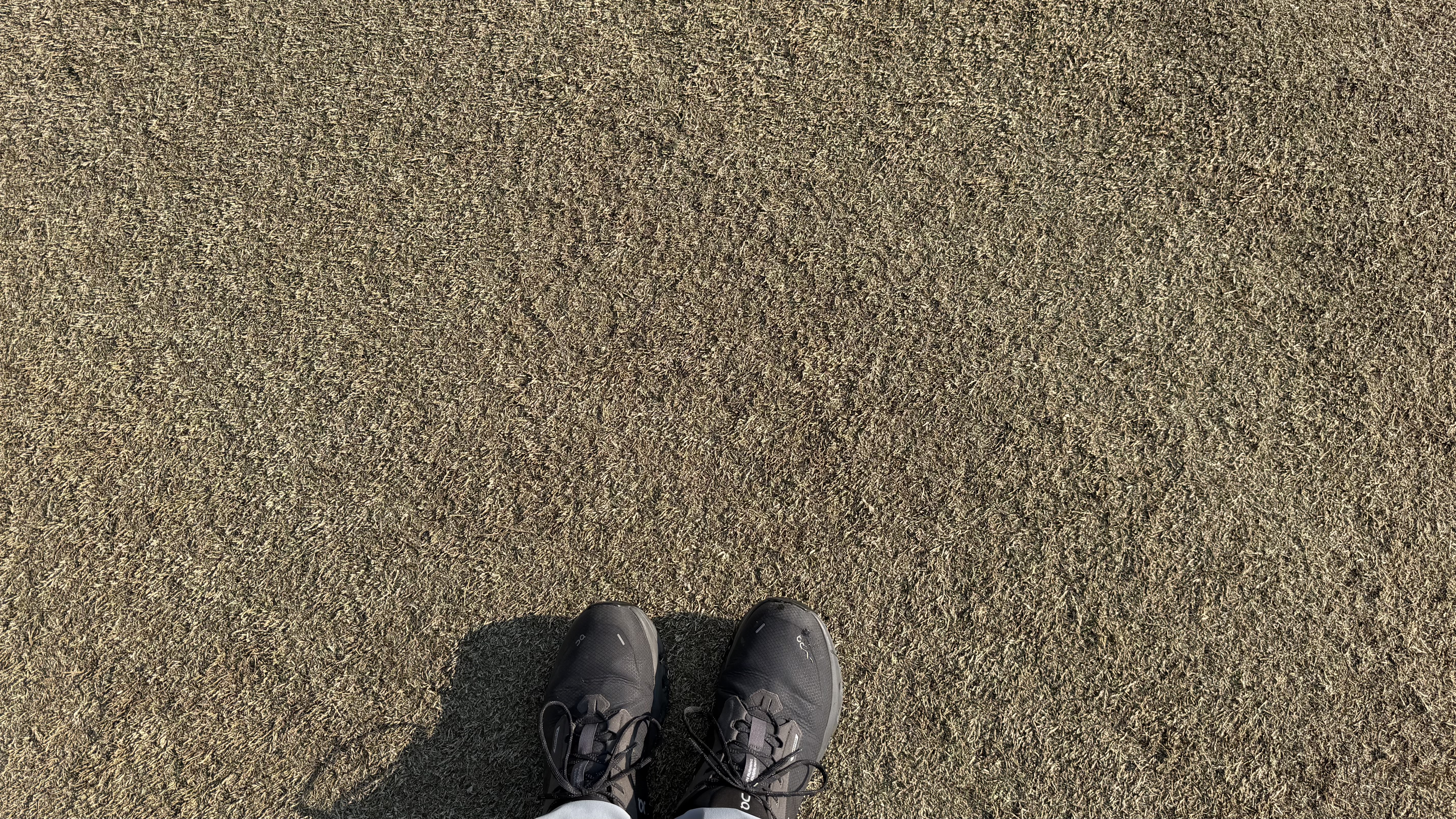 A close up of shaved turf on golf course approaches