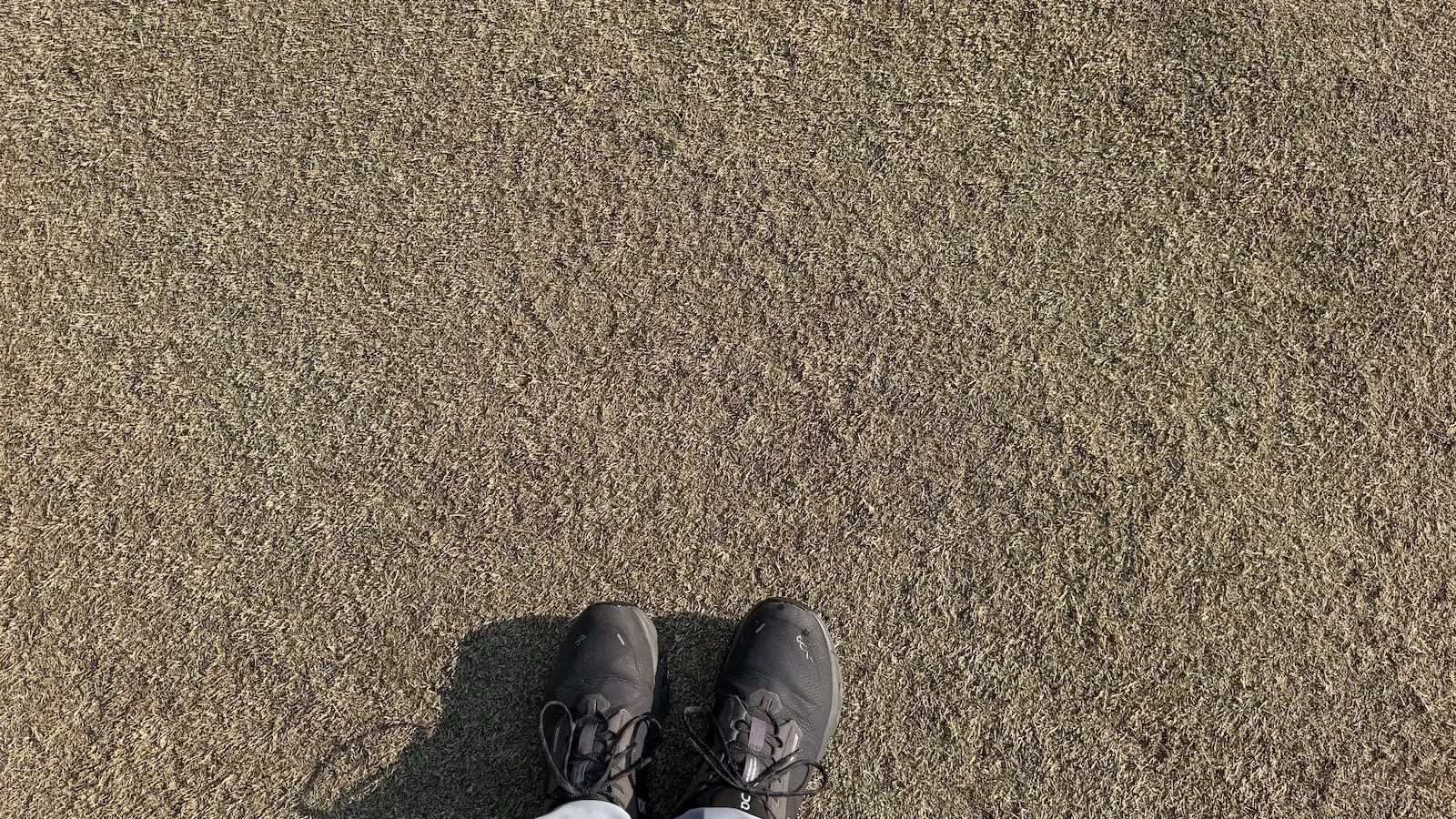 A close up of shaved turf on golf course approaches