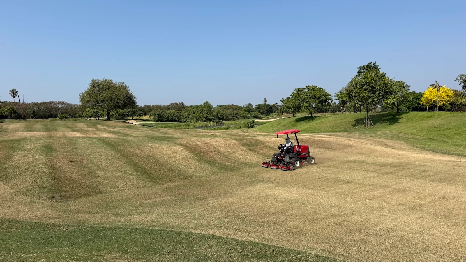Shaving golf course fairways