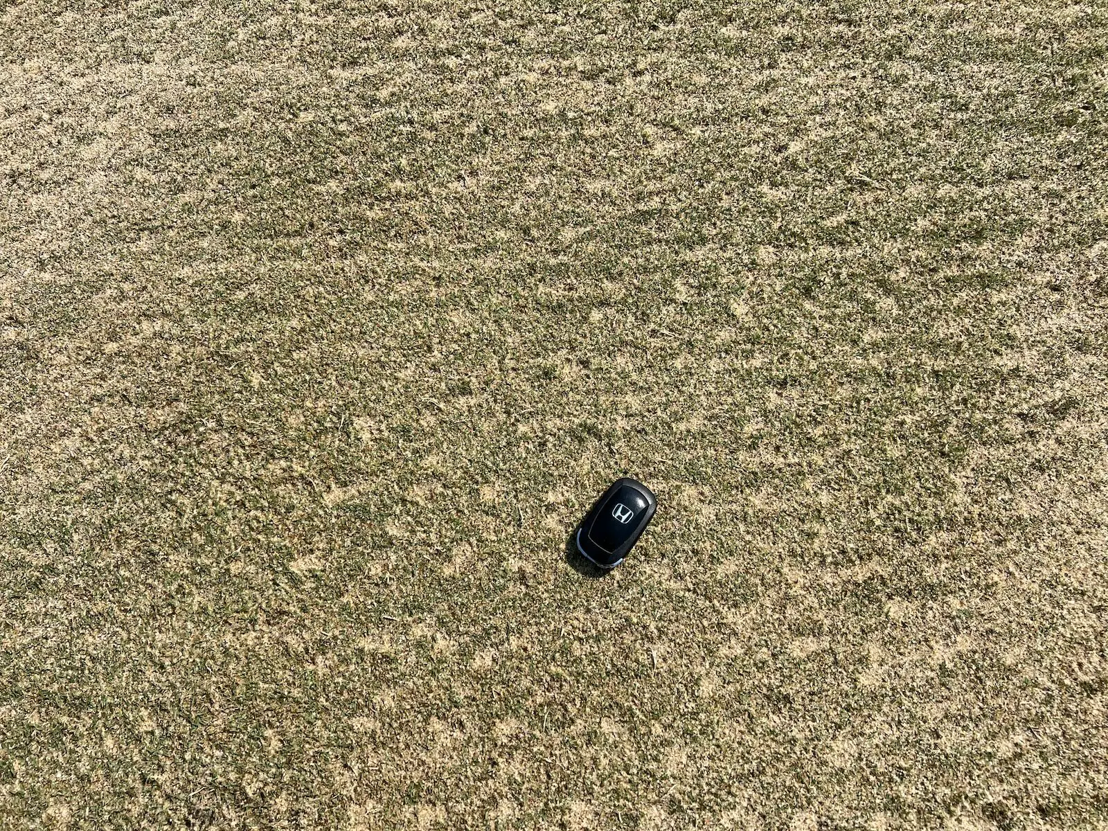 Post golf green aeration and topdressing results