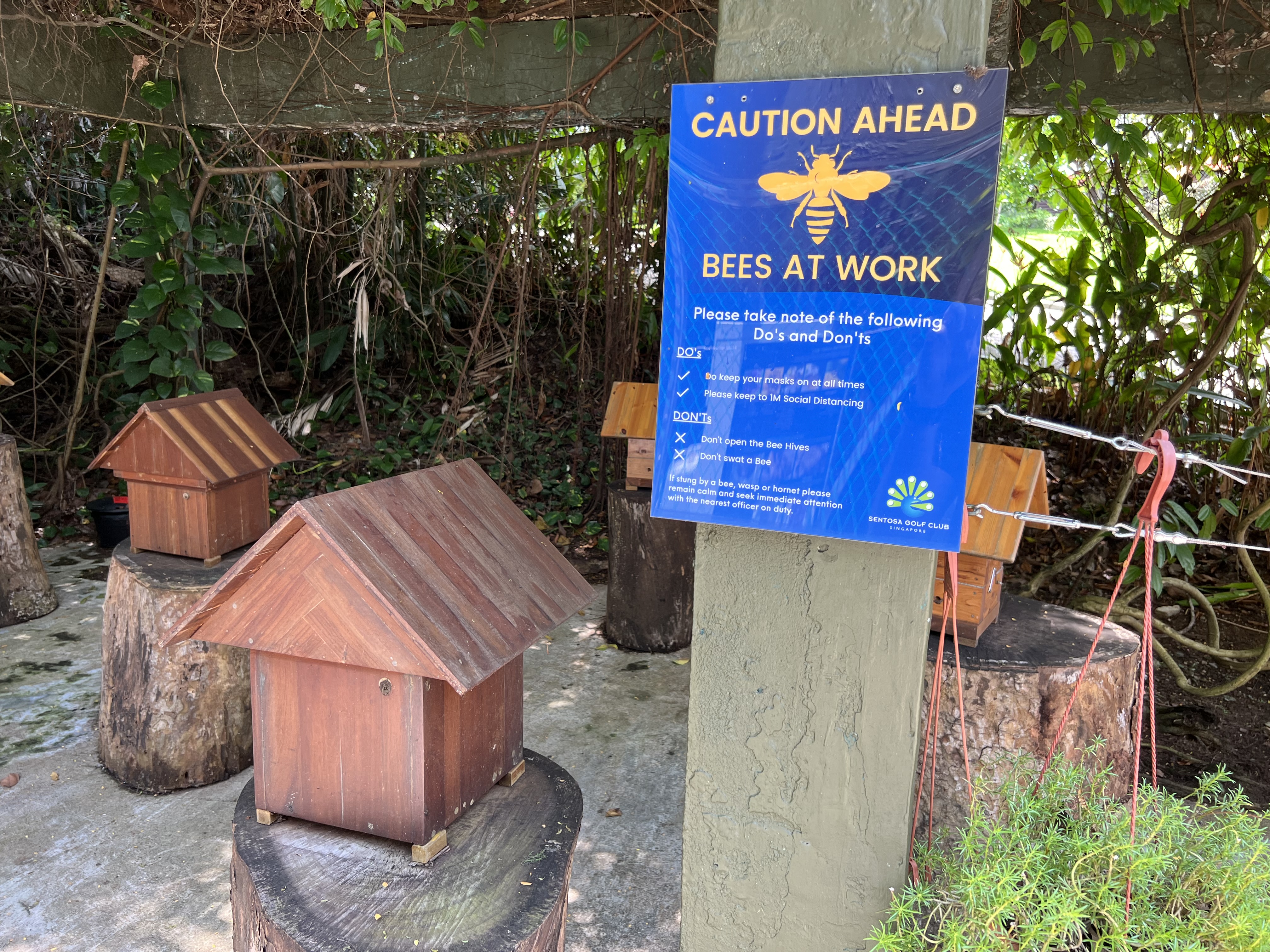 The resident native bee colony at Sentosa Golf Club