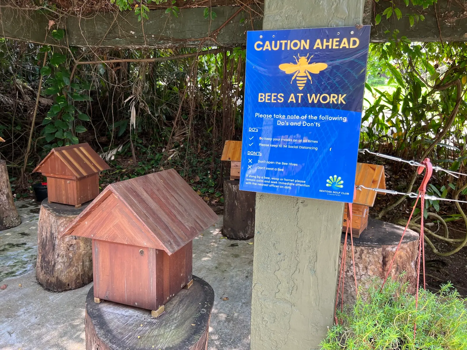 The resident native bee colony at Sentosa Golf Club