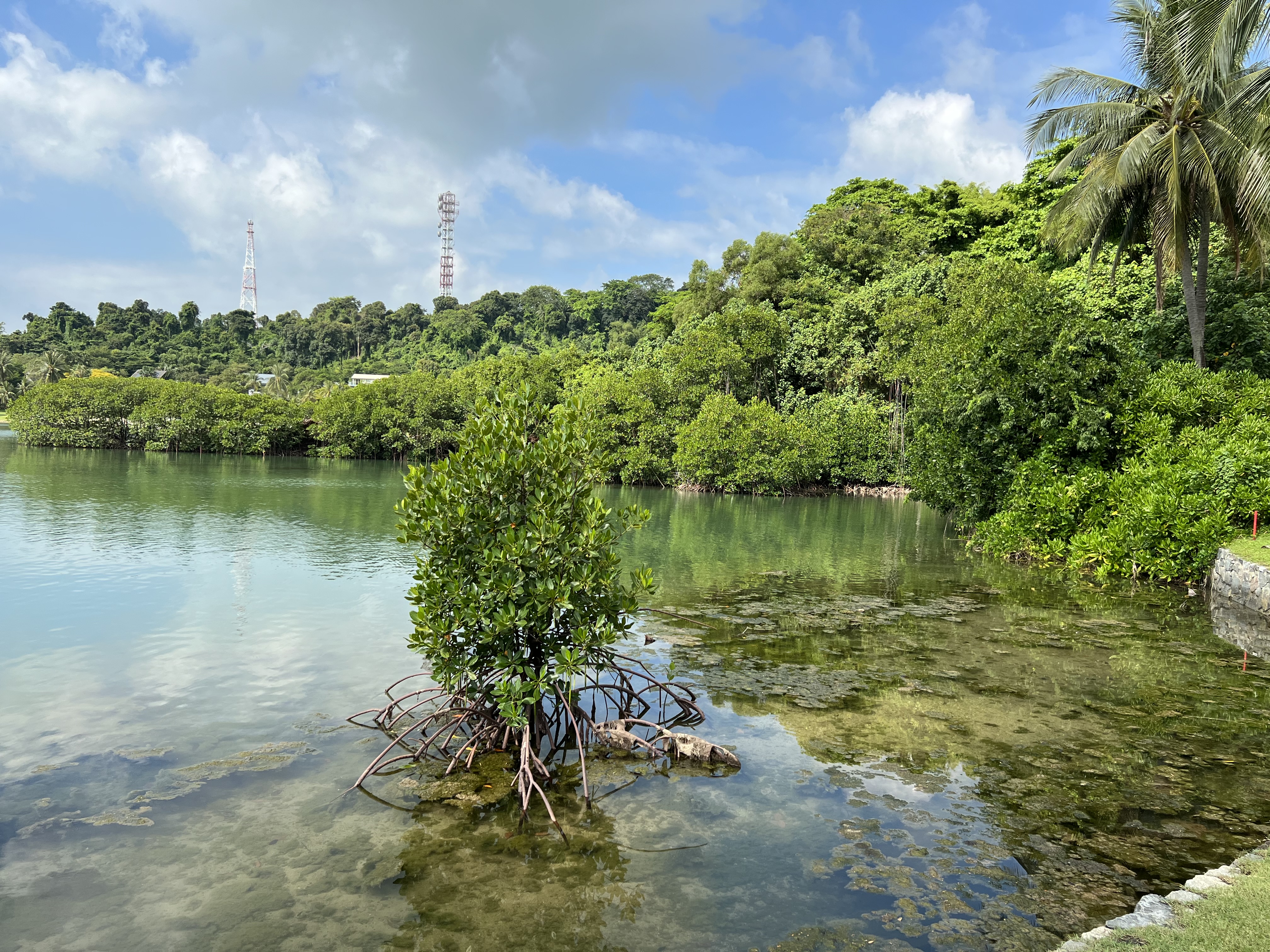 The rare mangrove species on the shores of Sentosa Golf Club