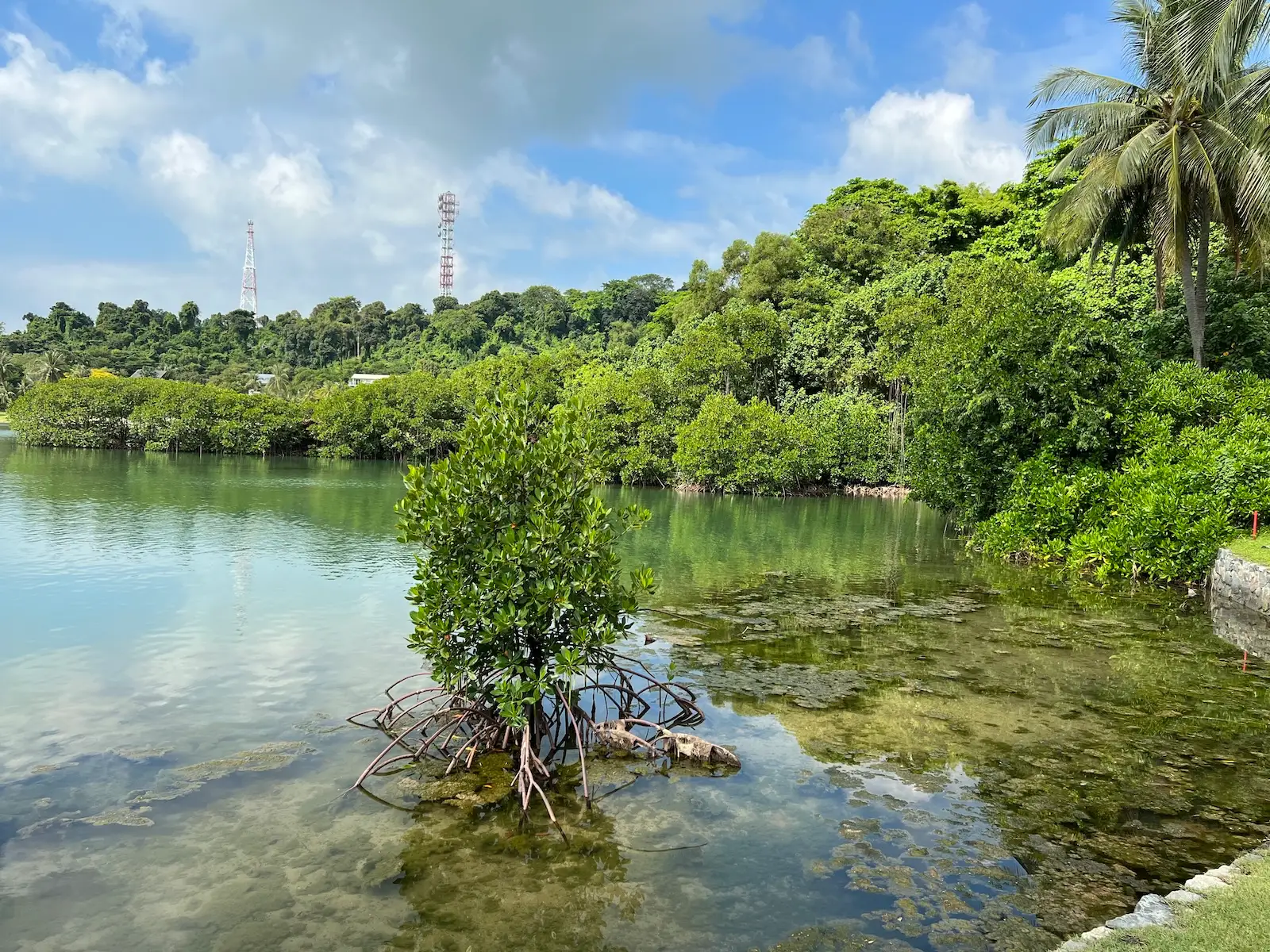 The rare mangrove species on the shores of Sentosa Golf Club