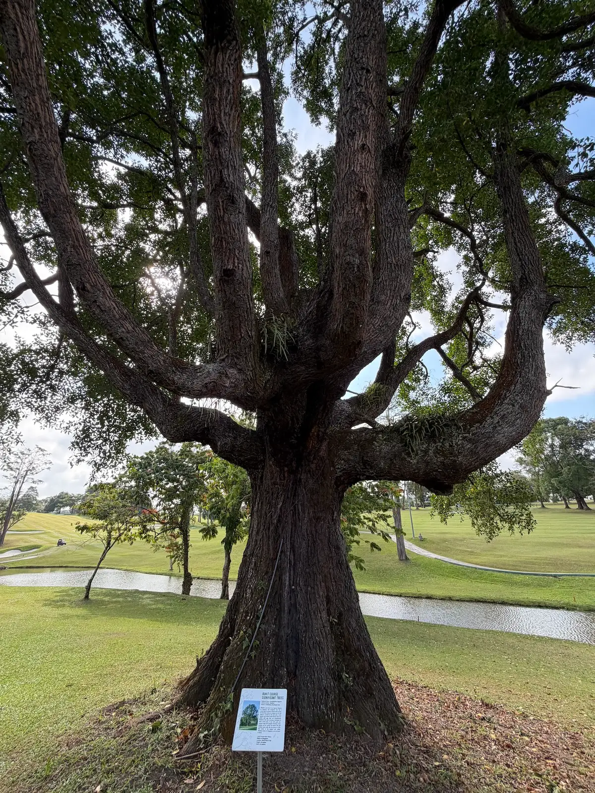 A large significant tree on the Bukit Course at SICC.