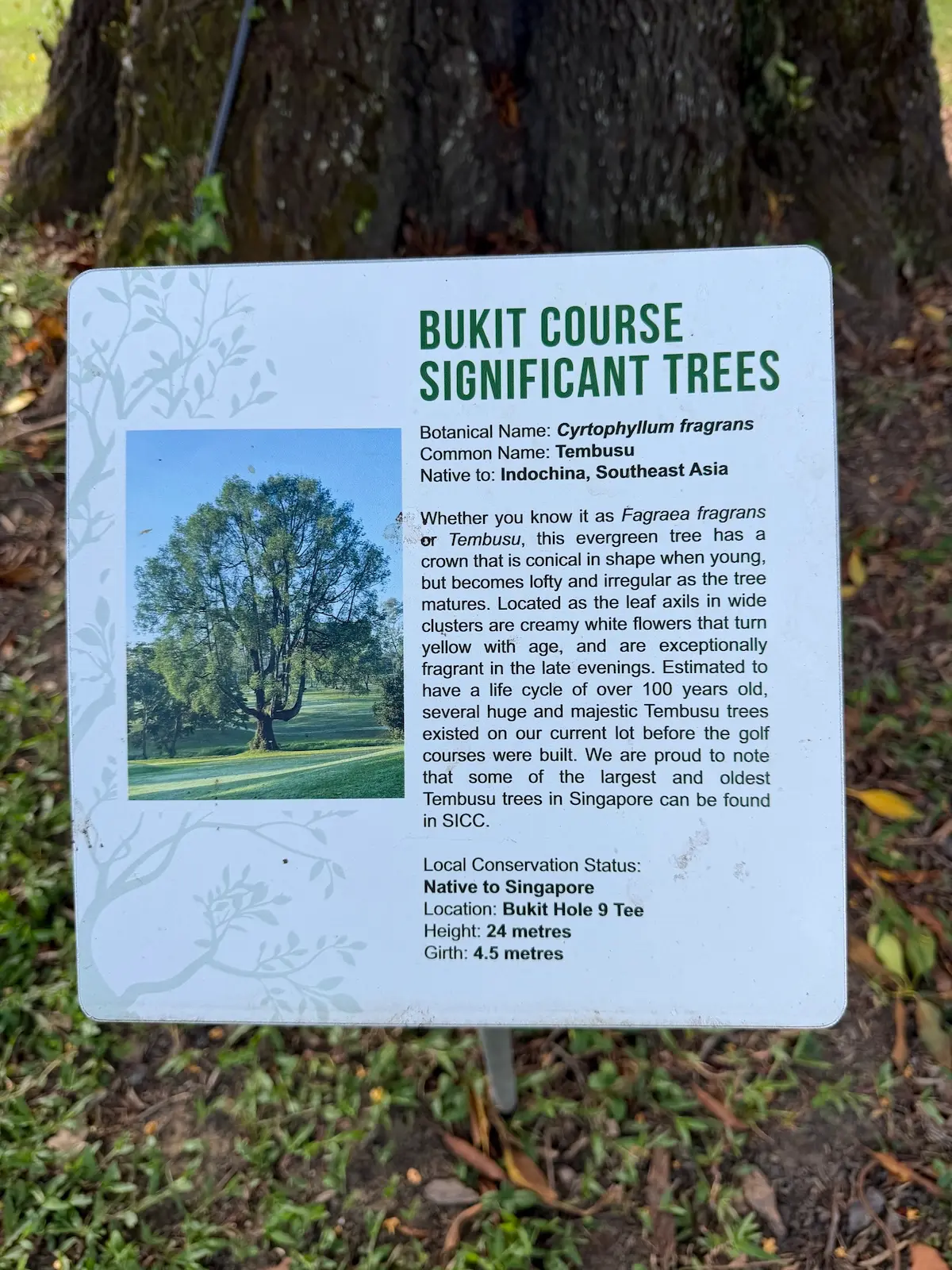 Tembusu tree signage on the Bukit Course at SICC.