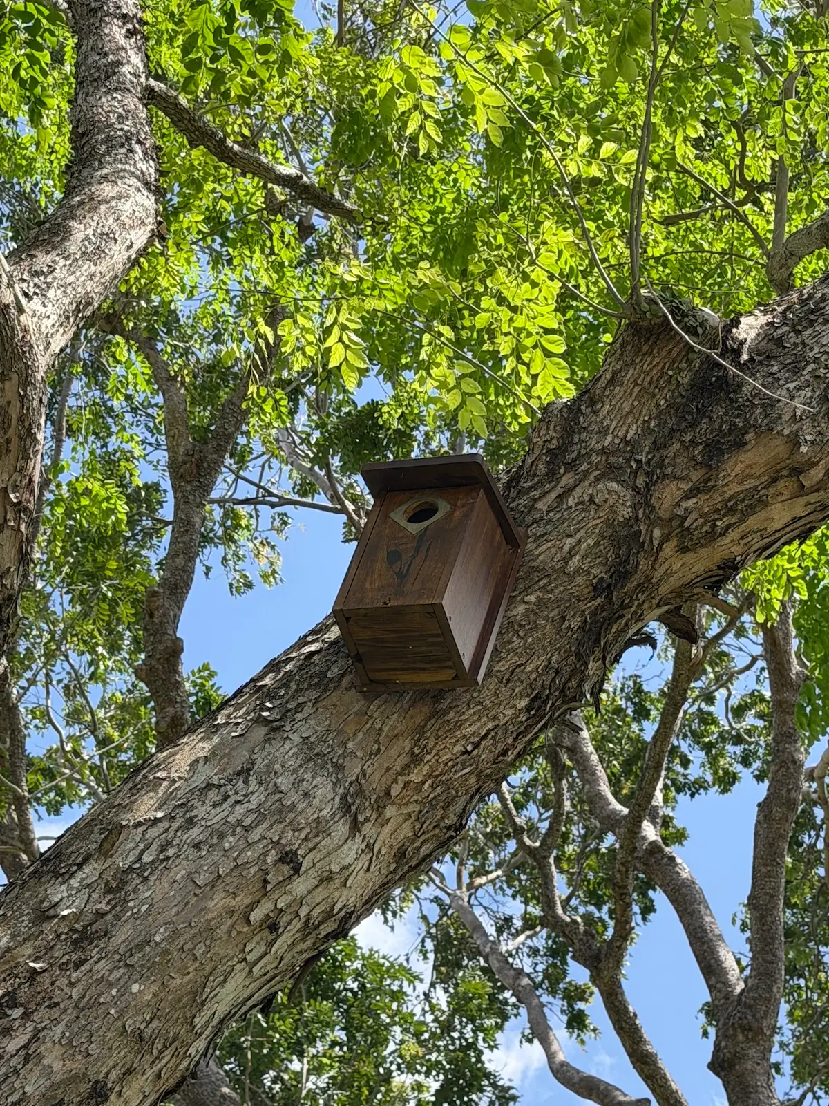 Bird nest boxes installed around the golf course property at Tanah Merah Country Club, Singapore.