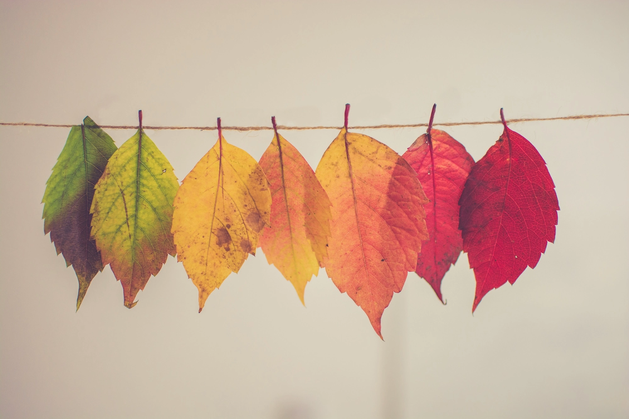 Leaves transitioning through Autumn colours