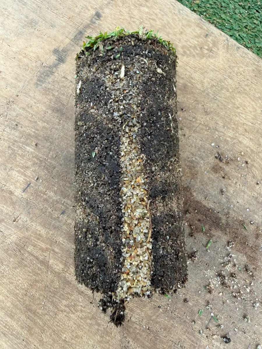 A core sample from a golf putting green showing a clear sand channel from a recent aeration and topdressing event