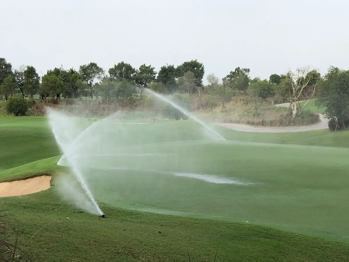 Water pooling on the surface of a golf green after irrigation