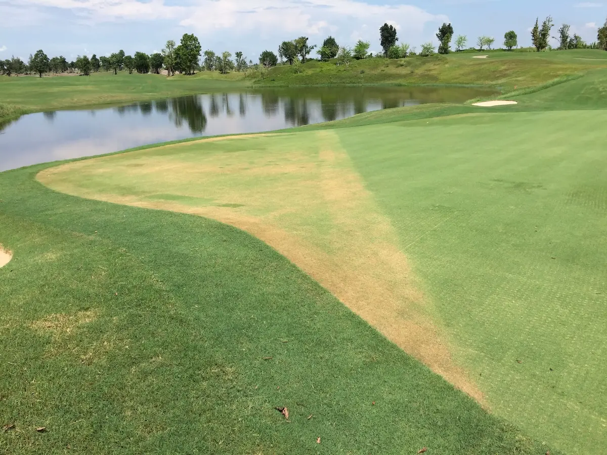 A golf green showing yellowing from desiccation on one side compared to green turf on the other side due to different construction sand.