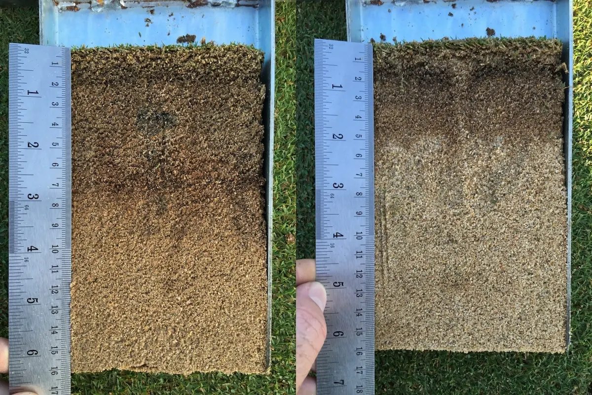 A side by side comparison of two different construction sands in the same golf green