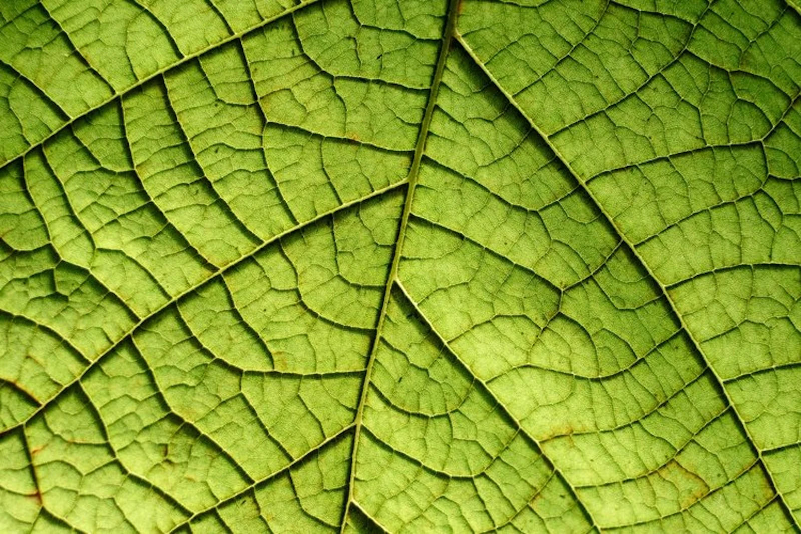 Plant analysis
