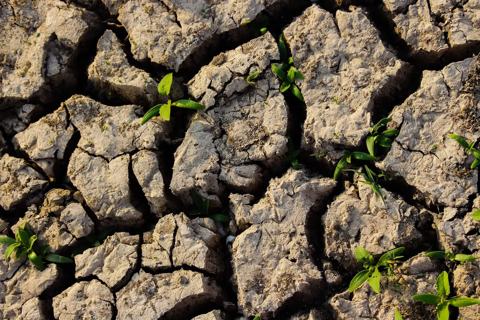 Soil nutrient analysis